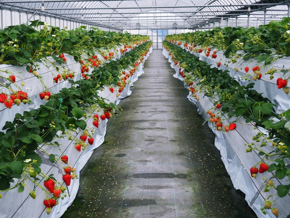 【福岡縣 | 久留米】夢幻七大草莓一次採收,極品草莓甜點甜入 【福岡縣 | 久留米】夢幻七大草莓一次採收,極品草莓甜點甜入