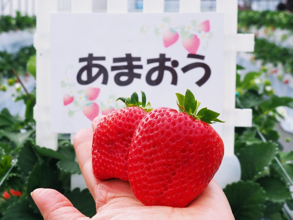 【福岡縣 | 久留米】夢幻七大草莓一次採收,極品草莓甜點甜入 【福岡縣 | 久留米】夢幻七大草莓一次採收,極品草莓甜點甜入