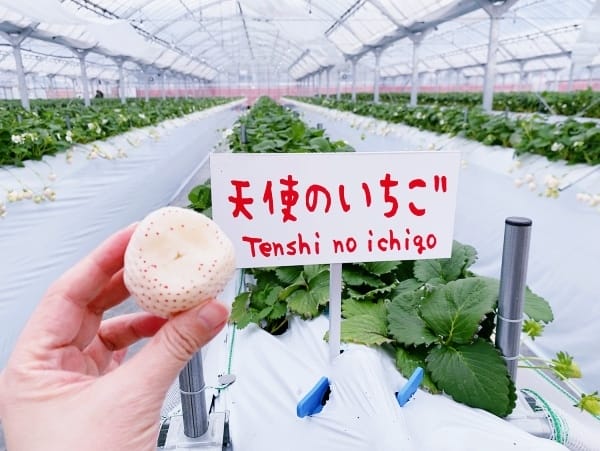 【福岡縣 | 久留米】夢幻七大草莓一次採收,極品草莓甜點甜入 【福岡縣 | 久留米】夢幻七大草莓一次採收,極品草莓甜點甜入