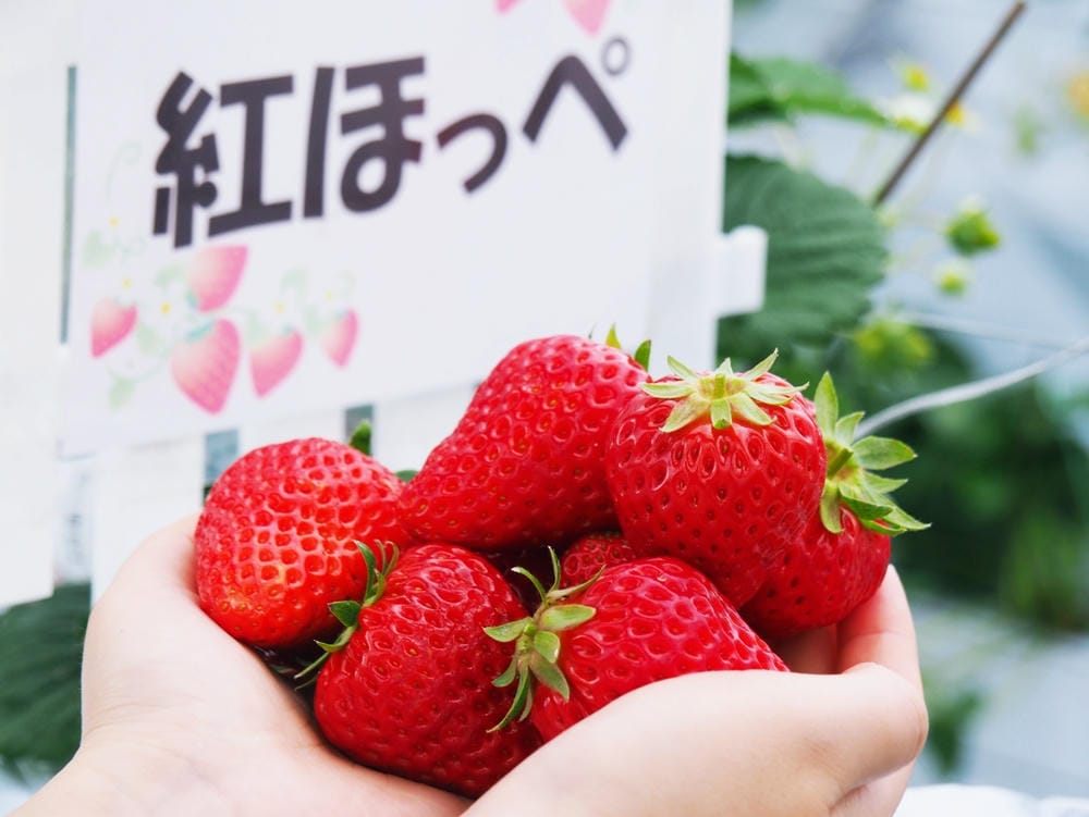 【福岡縣 | 久留米】夢幻七大草莓一次採收,極品草莓甜點甜入 【福岡縣 | 久留米】夢幻七大草莓一次採收,極品草莓甜點甜入
