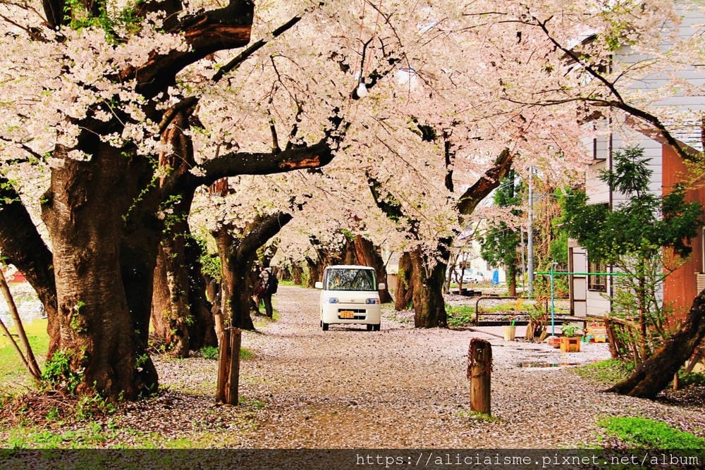 【秋田縣】(2024更新)角館武家屋敷、檜木內川河堤秘境:春 【秋田縣】(2024更新)角館武家屋敷、檜木內川河堤秘境:春