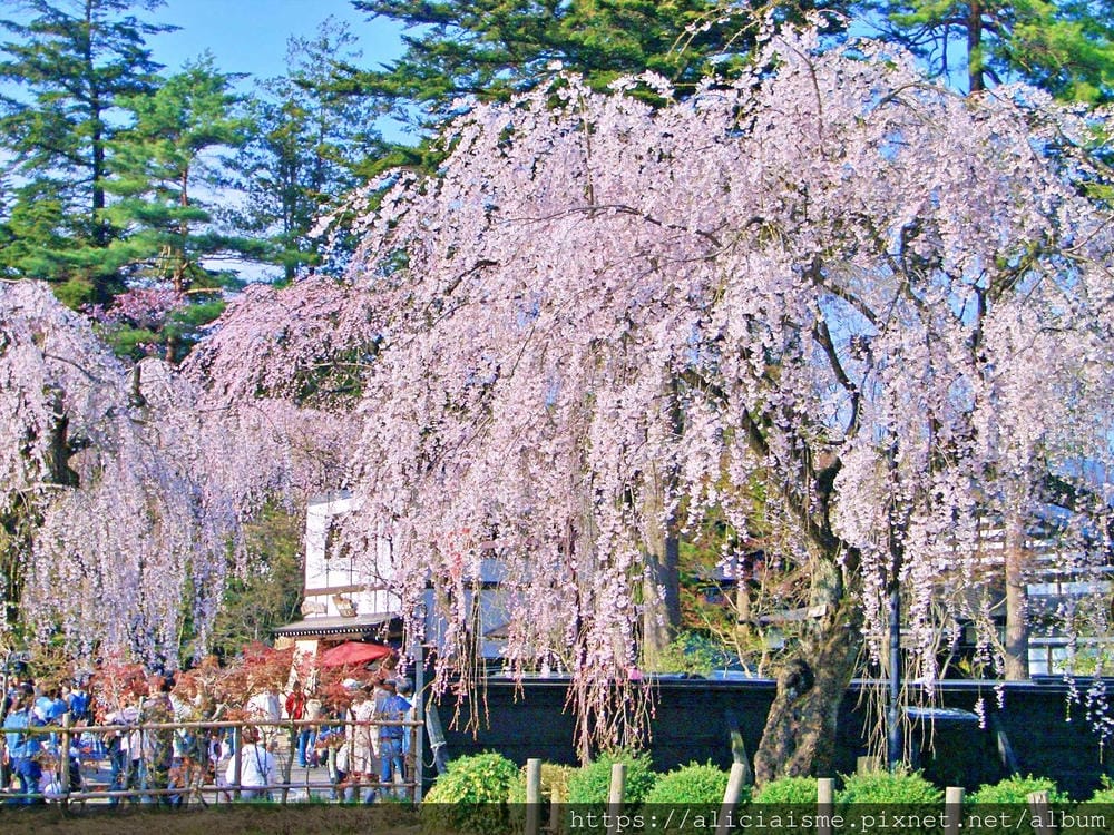秋田-角館 (38).JPG 秋田-角館 (38).JPG