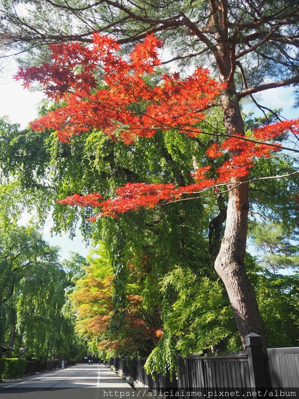 【秋田縣】(2024更新)角館武家屋敷、檜木內川河堤秘境:春 【秋田縣】(2024更新)角館武家屋敷、檜木內川河堤秘境:春