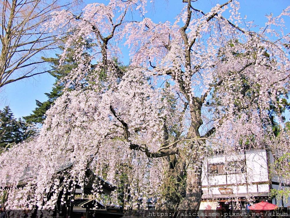 秋田-角館 (85).jpg 秋田-角館 (85).jpg