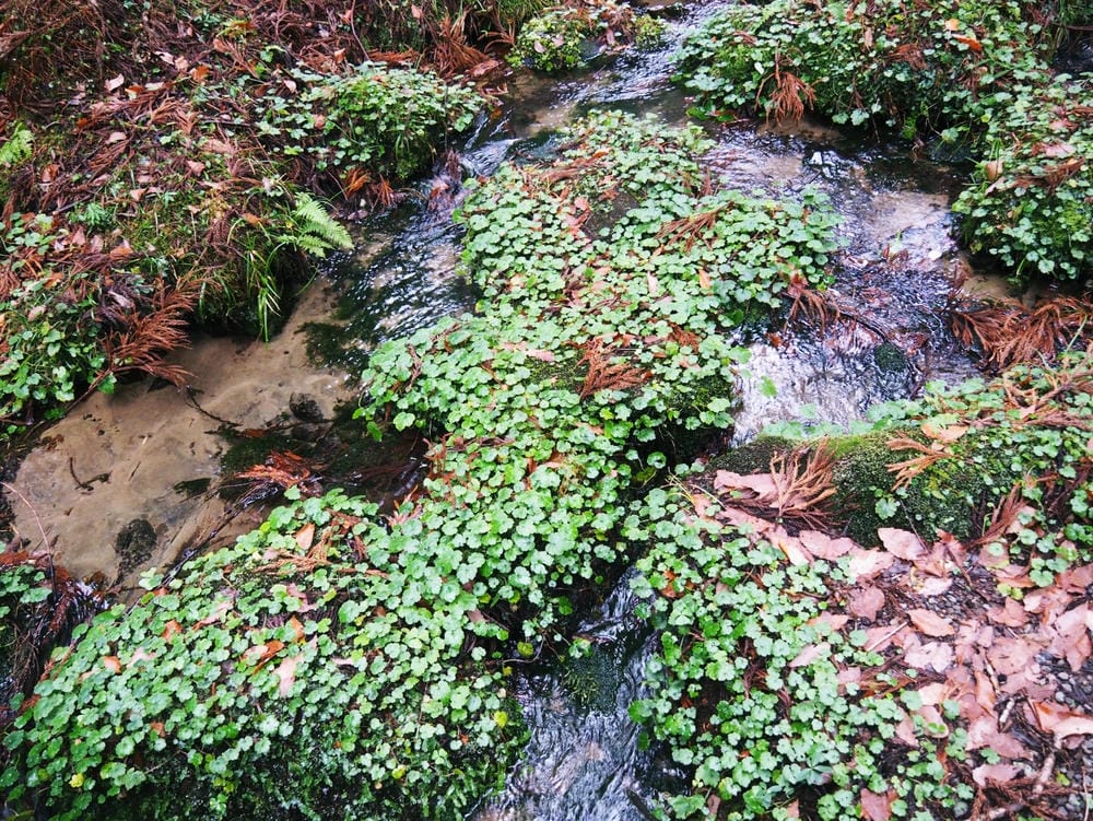 ​​【秋田縣 | 仁賀保】元瀧伏流水X奈曾白瀑布X金峰神社～