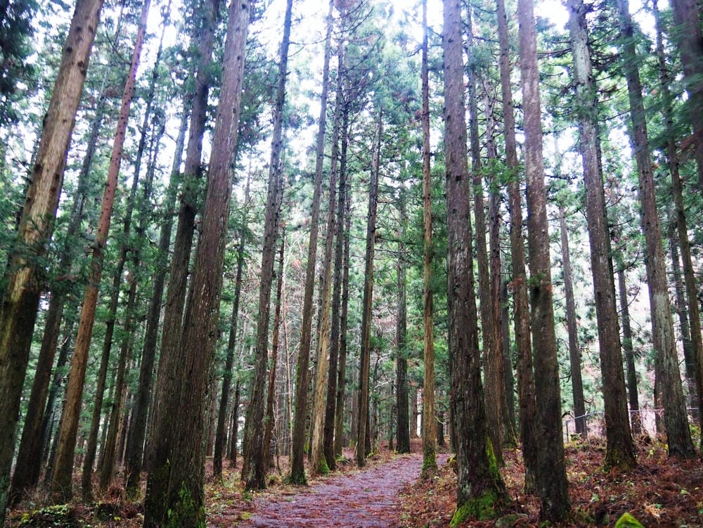 ​​【秋田縣 | 仁賀保】元瀧伏流水X奈曾白瀑布X金峰神社～