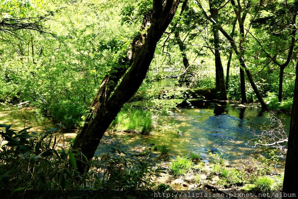 【長野縣】上高地《田代橋~河童橋～明神池》：人間仙境相遇的絕