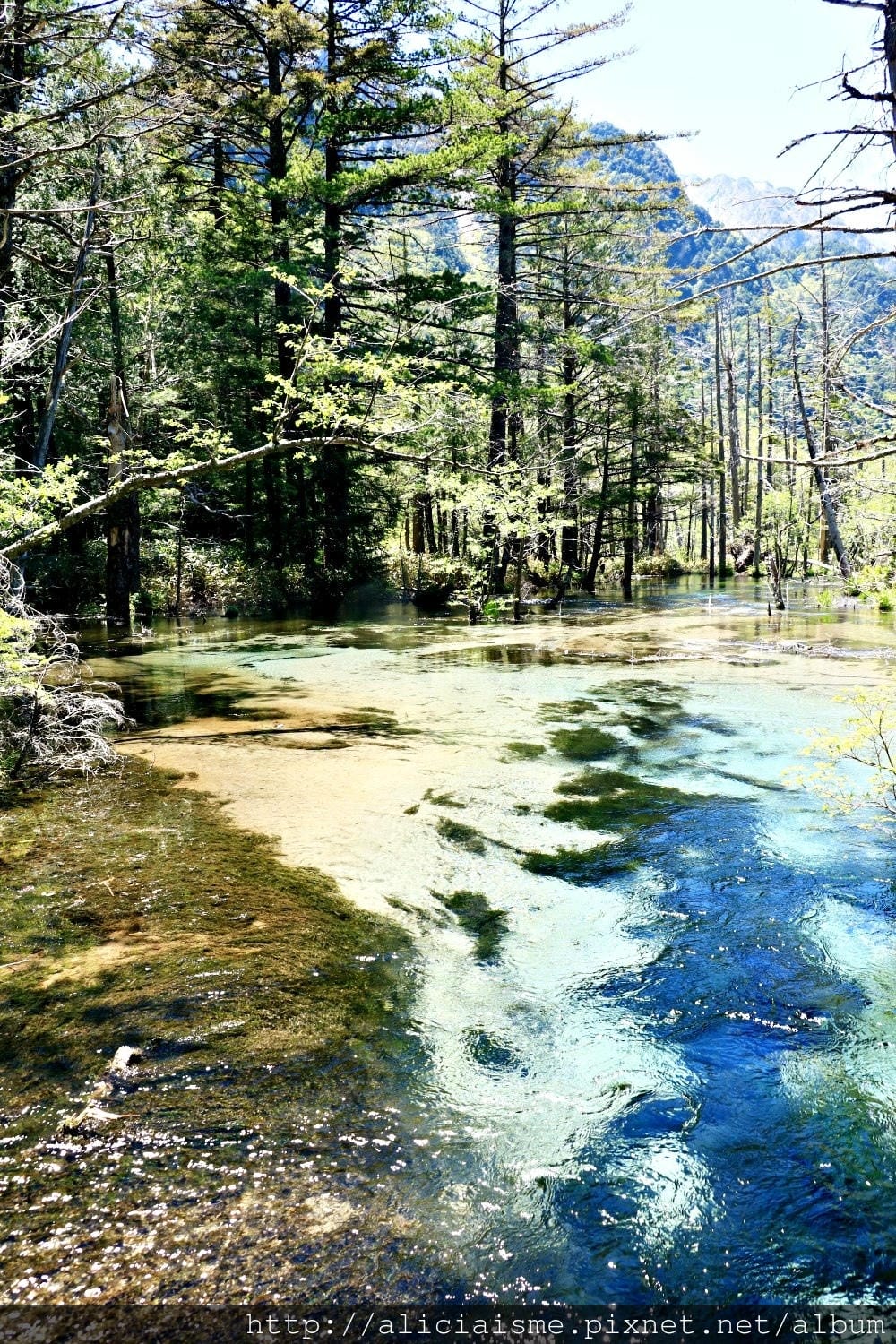 【長野縣】上高地《田代橋~河童橋～明神池》：人間仙境相遇的絕
