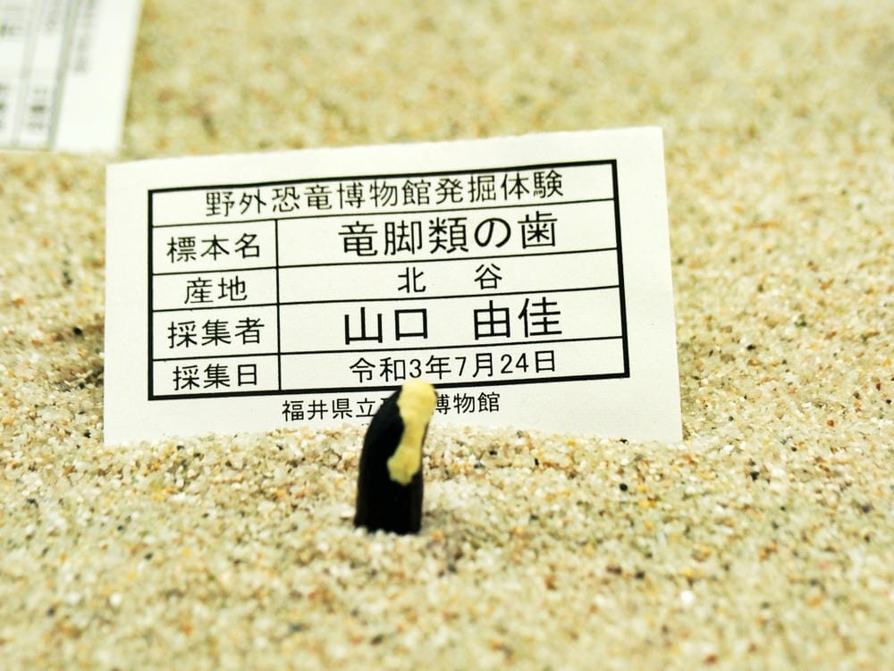 【福井縣】福井縣立恐龍博物館 :返回12,000萬年前,與恐 【福井縣】福井縣立恐龍博物館 :返回12,000萬年前,與恐