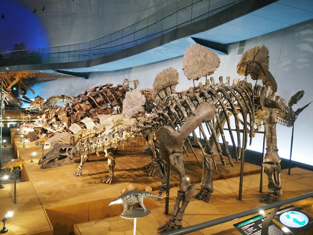 【福井縣】福井縣立恐龍博物館 :返回12,000萬年前,與恐 【福井縣】福井縣立恐龍博物館 :返回12,000萬年前,與恐