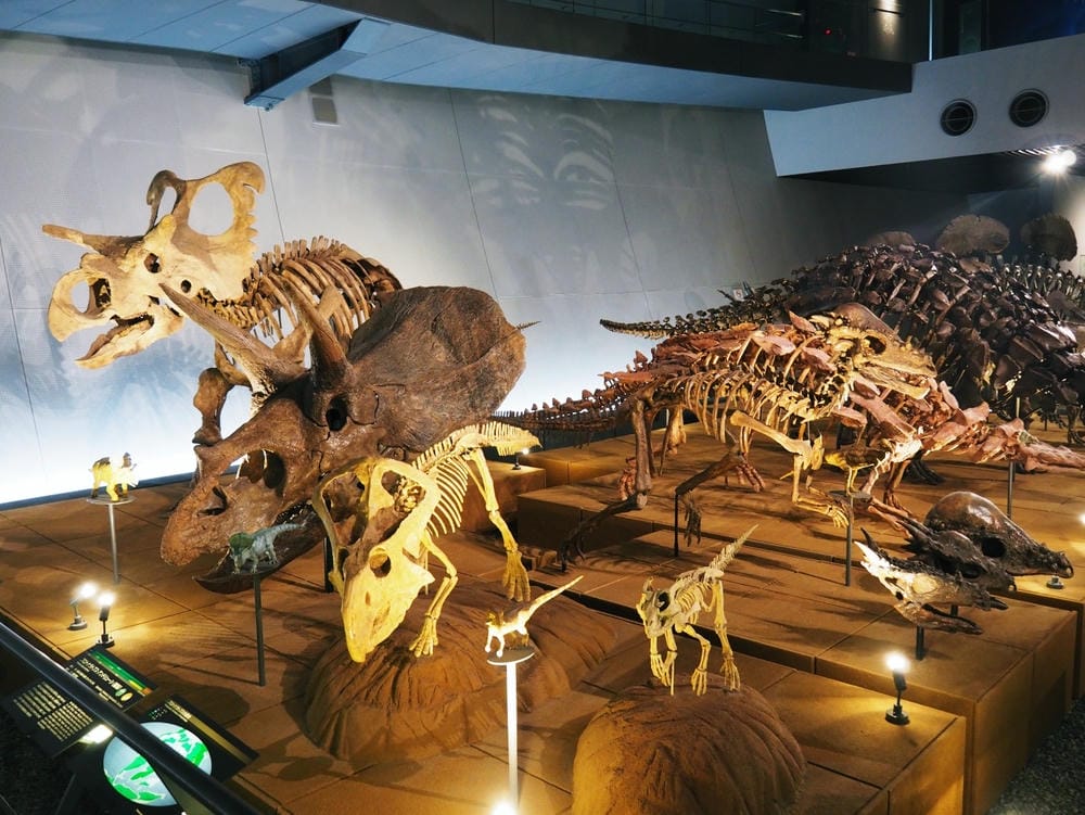 【福井縣】福井縣立恐龍博物館 :返回12,000萬年前,與恐 【福井縣】福井縣立恐龍博物館 :返回12,000萬年前,與恐