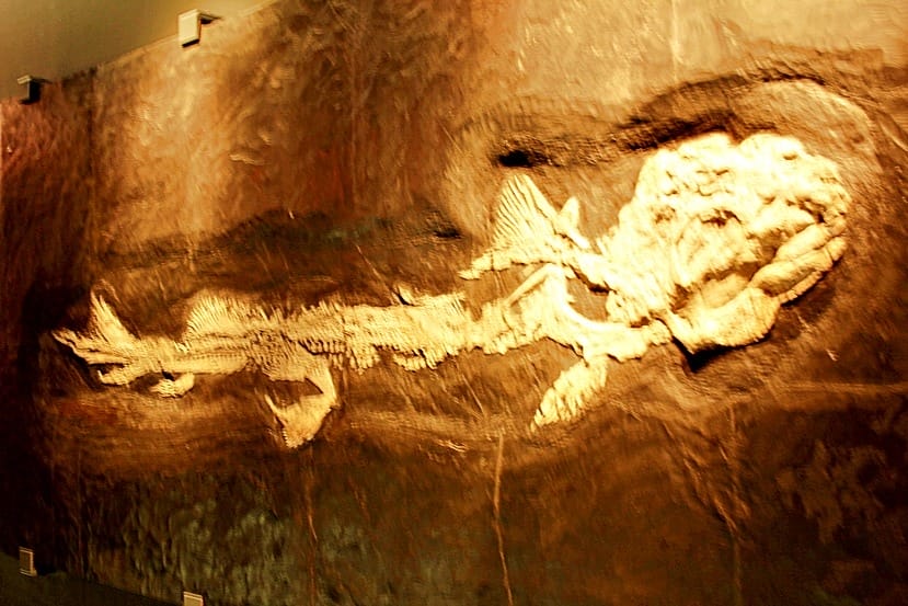 【福井縣】福井縣立恐龍博物館 :返回12,000萬年前,與恐 【福井縣】福井縣立恐龍博物館 :返回12,000萬年前,與恐