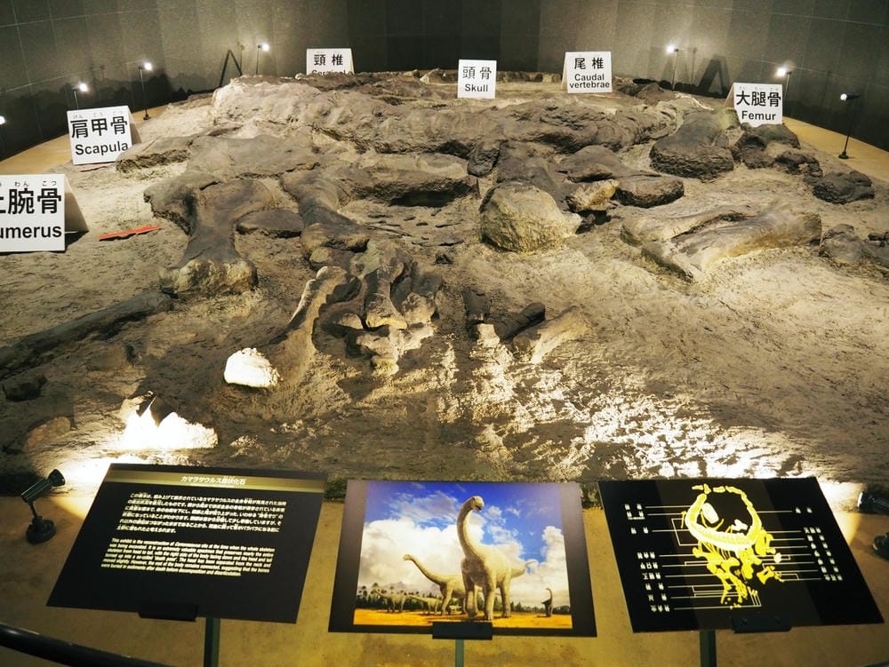 【福井縣】福井縣立恐龍博物館 :返回12,000萬年前,與恐 【福井縣】福井縣立恐龍博物館 :返回12,000萬年前,與恐