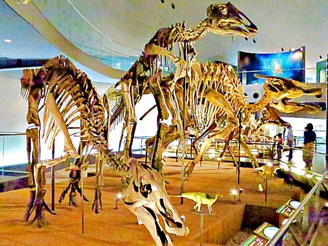 【福井縣】福井縣立恐龍博物館 :返回12,000萬年前,與恐 【福井縣】福井縣立恐龍博物館 :返回12,000萬年前,與恐