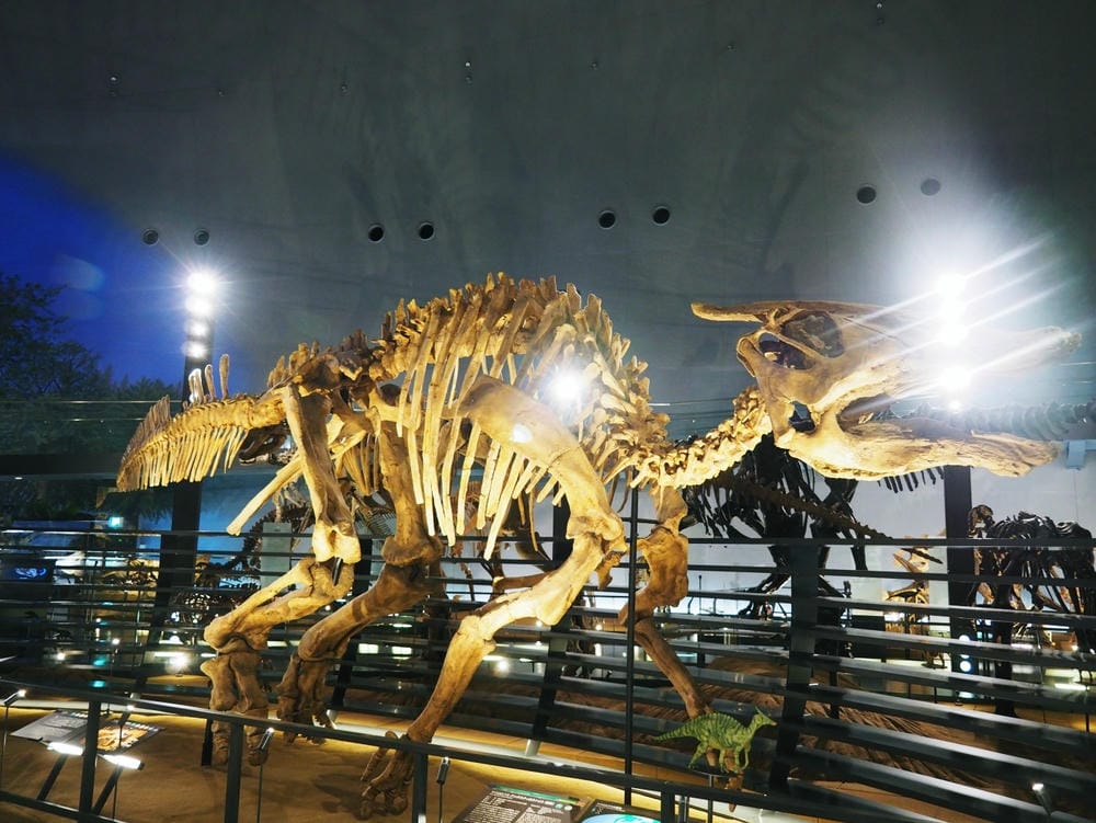 【福井縣】福井縣立恐龍博物館 :返回12,000萬年前,與恐 【福井縣】福井縣立恐龍博物館 :返回12,000萬年前,與恐