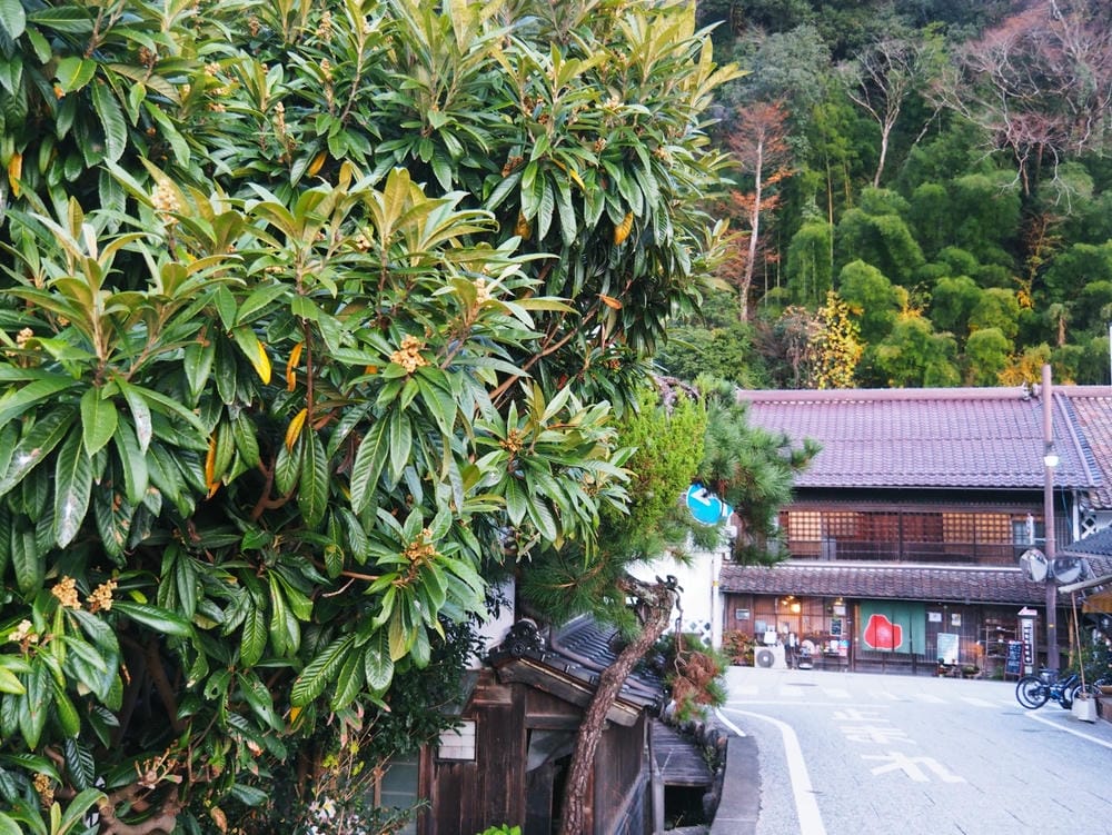 【岡山縣】走進森林裡,走進全球藝術大師們打造的最美2024森 【岡山縣】走進森林裡,走進全球藝術大師們打造的最美2024森