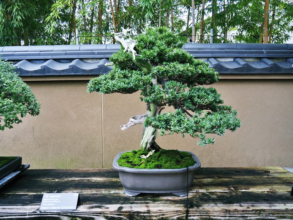 【埼玉市】大宮盆栽美術館:走進一方天地裡的自然微觀之美、體驗 【埼玉市】大宮盆栽美術館:走進一方天地裡的自然微觀之美、體驗