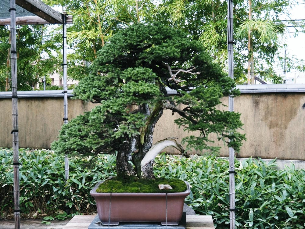 【埼玉市】大宮盆栽美術館:走進一方天地裡的自然微觀之美、體驗 【埼玉市】大宮盆栽美術館:走進一方天地裡的自然微觀之美、體驗