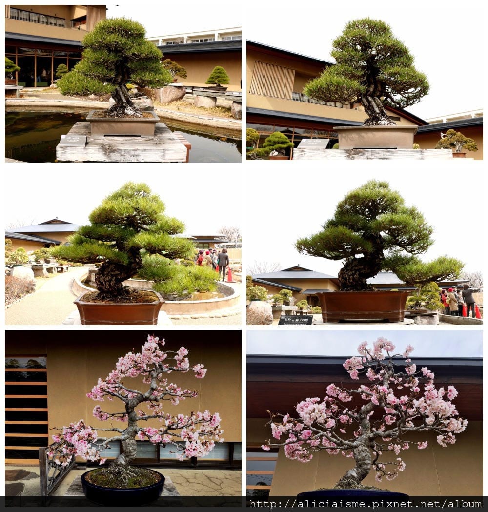 【埼玉市】大宮盆栽美術館:走進一方天地裡的自然微觀之美、體驗 【埼玉市】大宮盆栽美術館:走進一方天地裡的自然微觀之美、體驗