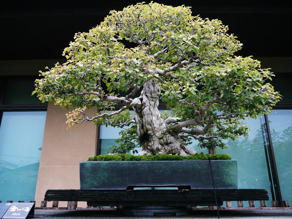【埼玉市】大宮盆栽美術館:走進一方天地裡的自然微觀之美、體驗 【埼玉市】大宮盆栽美術館:走進一方天地裡的自然微觀之美、體驗