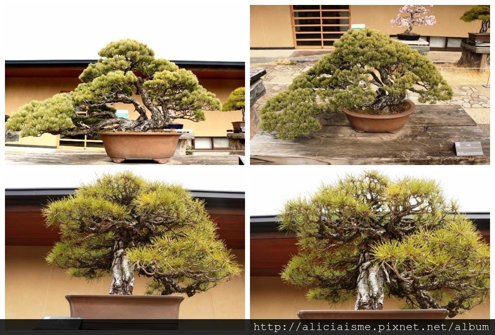 【埼玉市】大宮盆栽美術館:走進一方天地裡的自然微觀之美、體驗 【埼玉市】大宮盆栽美術館:走進一方天地裡的自然微觀之美、體驗