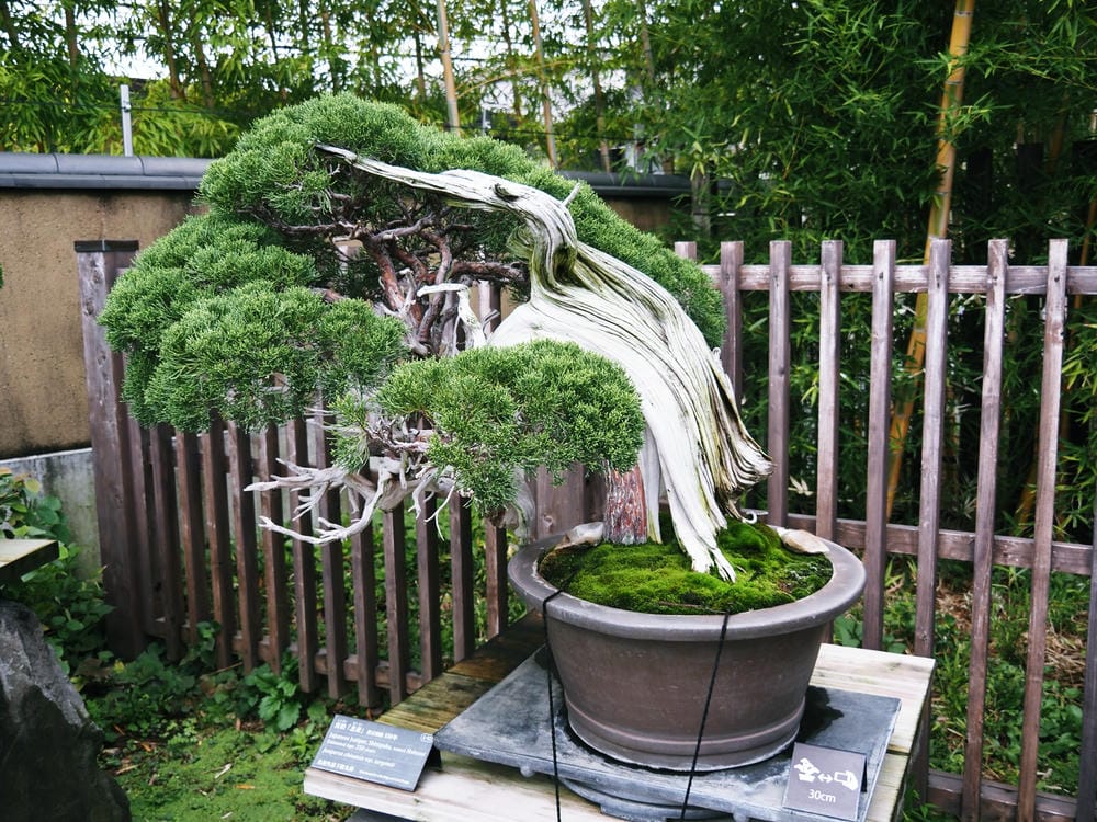 【埼玉市】大宮盆栽美術館:走進一方天地裡的自然微觀之美、體驗 【埼玉市】大宮盆栽美術館:走進一方天地裡的自然微觀之美、體驗