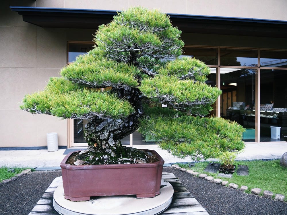 【埼玉市】大宮盆栽美術館:走進一方天地裡的自然微觀之美、體驗 【埼玉市】大宮盆栽美術館:走進一方天地裡的自然微觀之美、體驗
