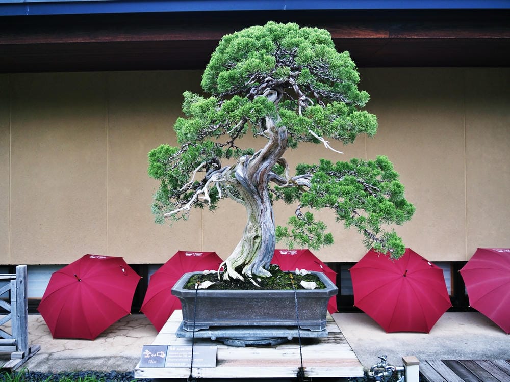 【埼玉市】大宮盆栽美術館:走進一方天地裡的自然微觀之美、體驗 【埼玉市】大宮盆栽美術館:走進一方天地裡的自然微觀之美、體驗