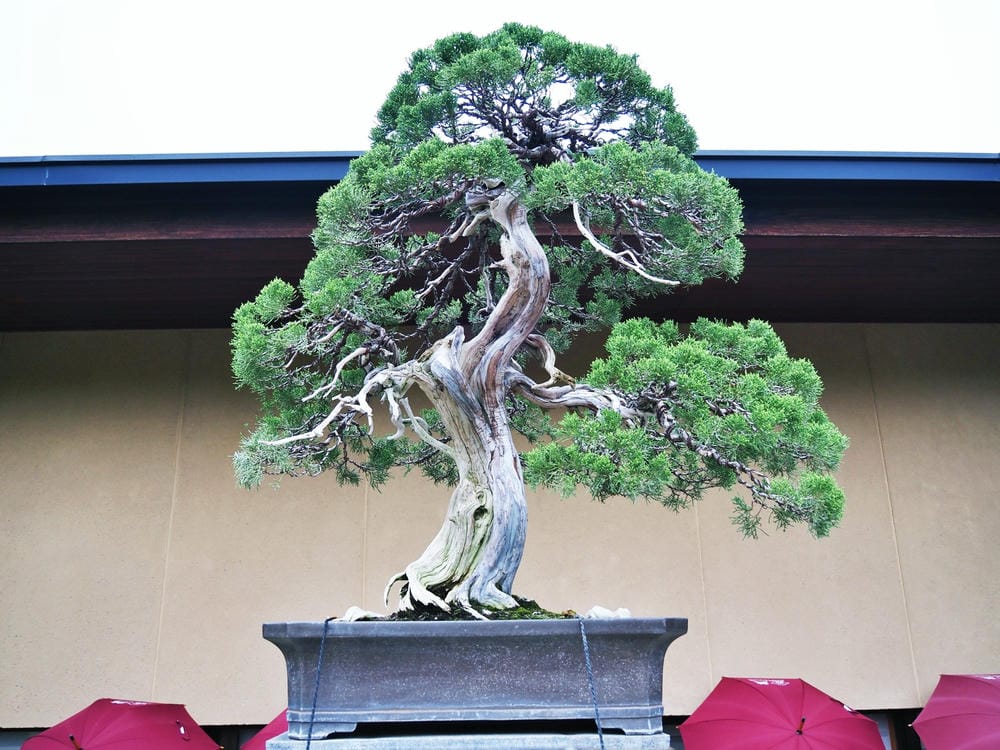 【埼玉市】大宮盆栽美術館:走進一方天地裡的自然微觀之美、體驗 【埼玉市】大宮盆栽美術館:走進一方天地裡的自然微觀之美、體驗