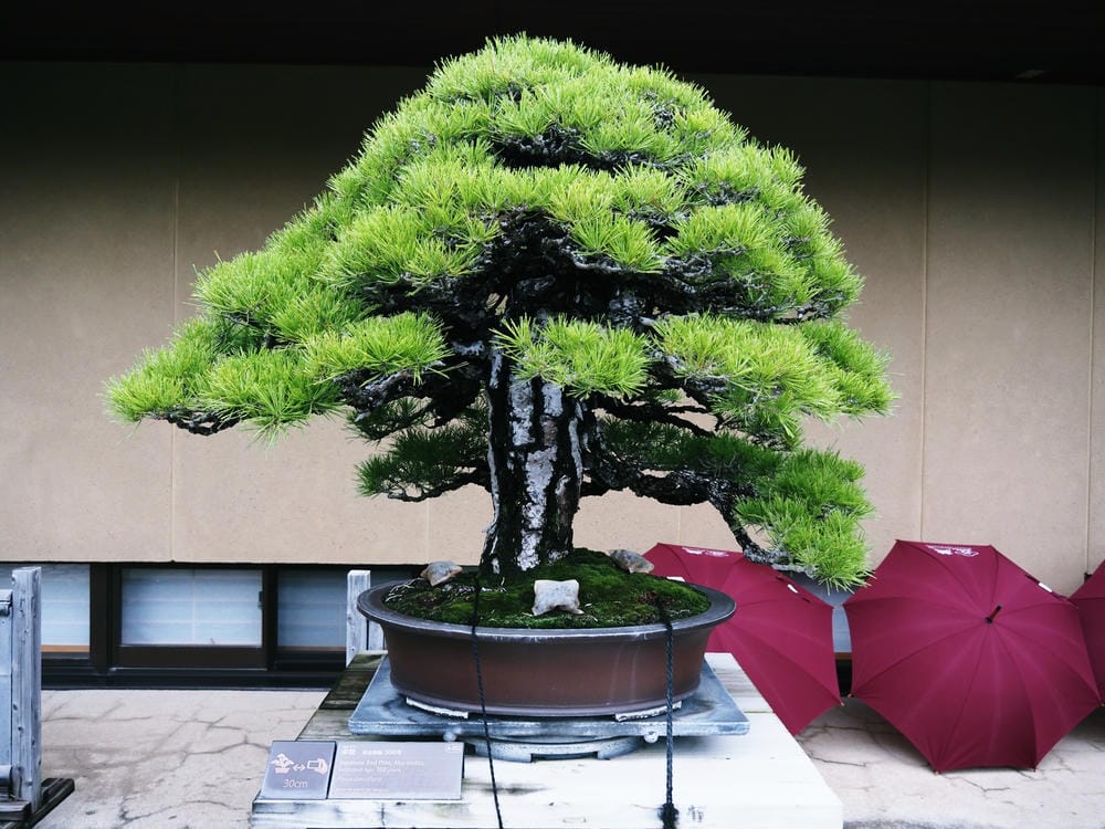【埼玉市】大宮盆栽美術館:走進一方天地裡的自然微觀之美、體驗 【埼玉市】大宮盆栽美術館:走進一方天地裡的自然微觀之美、體驗