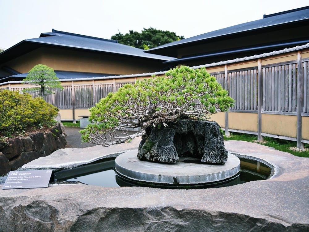 【埼玉市】大宮盆栽美術館:走進一方天地裡的自然微觀之美、體驗 【埼玉市】大宮盆栽美術館:走進一方天地裡的自然微觀之美、體驗