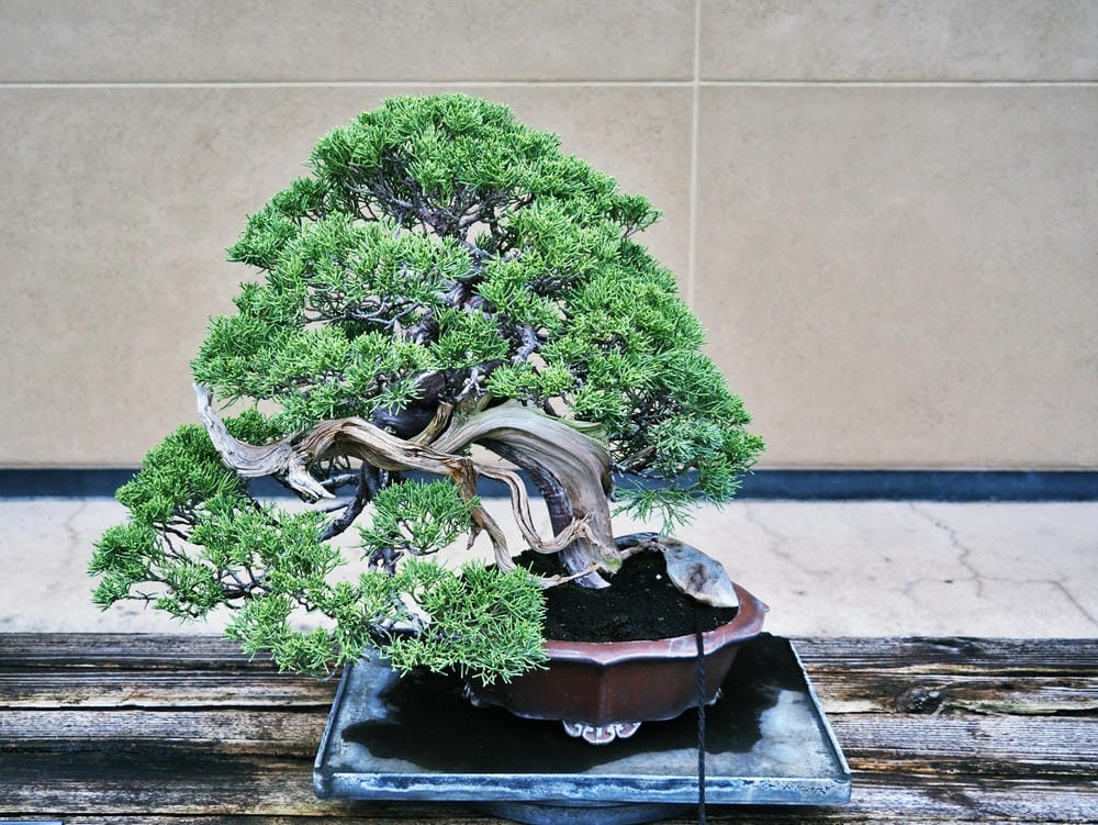 【埼玉市】大宮盆栽美術館:走進一方天地裡的自然微觀之美、體驗 【埼玉市】大宮盆栽美術館:走進一方天地裡的自然微觀之美、體驗