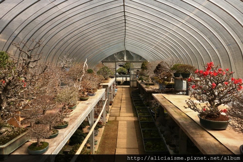 【埼玉市】大宮盆栽美術館：走進一方天地裡的自然微觀之美、體驗