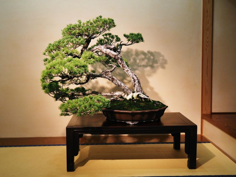 【埼玉市】大宮盆栽美術館:走進一方天地裡的自然微觀之美、體驗 【埼玉市】大宮盆栽美術館:走進一方天地裡的自然微觀之美、體驗