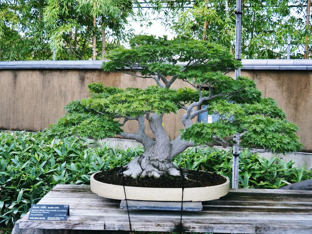 【埼玉市】大宮盆栽美術館:走進一方天地裡的自然微觀之美、體驗 【埼玉市】大宮盆栽美術館:走進一方天地裡的自然微觀之美、體驗