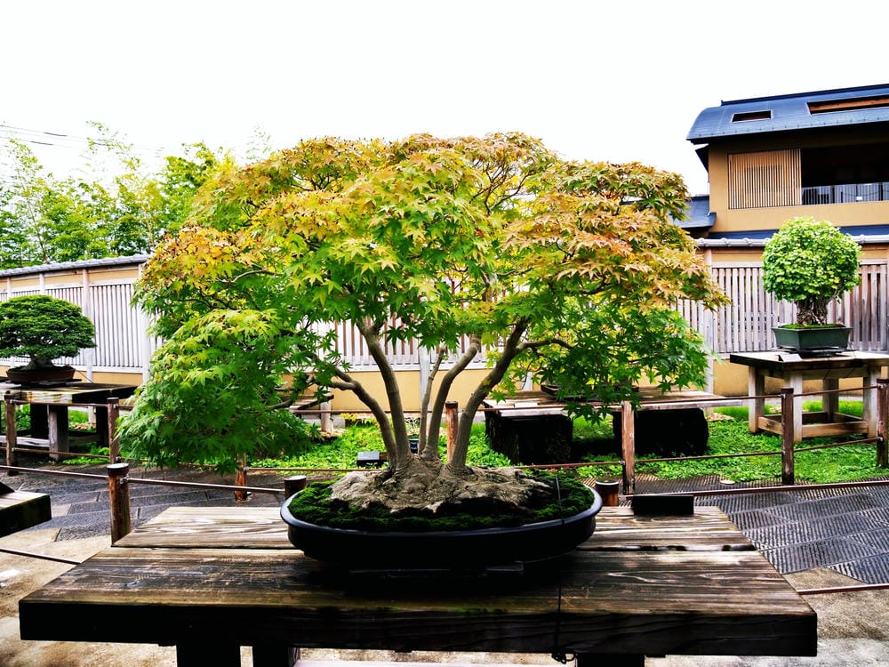 【埼玉市】大宮盆栽美術館:走進一方天地裡的自然微觀之美、體驗 【埼玉市】大宮盆栽美術館:走進一方天地裡的自然微觀之美、體驗