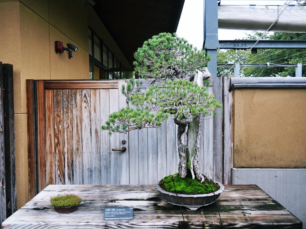 【埼玉市】大宮盆栽美術館:走進一方天地裡的自然微觀之美、體驗 【埼玉市】大宮盆栽美術館:走進一方天地裡的自然微觀之美、體驗