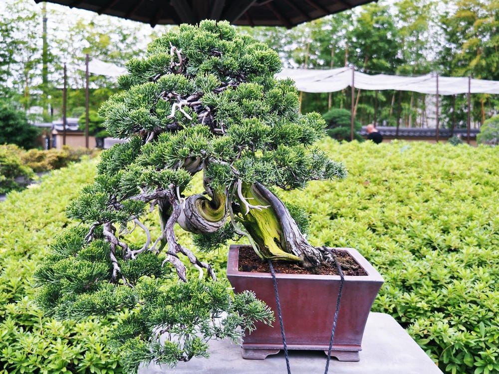 【埼玉市】大宮盆栽美術館:走進一方天地裡的自然微觀之美、體驗 【埼玉市】大宮盆栽美術館:走進一方天地裡的自然微觀之美、體驗