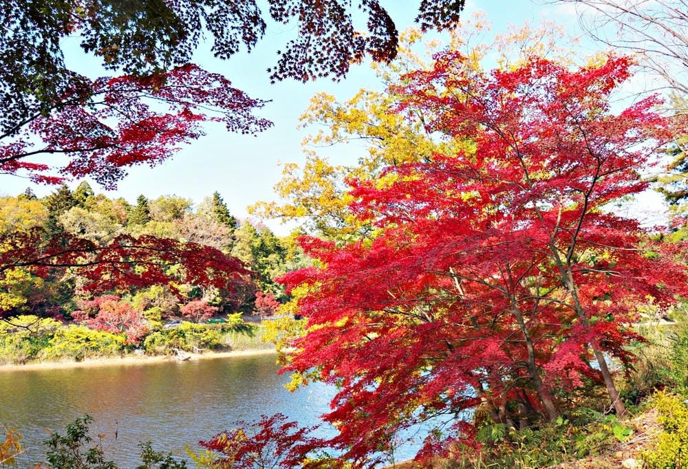 【埼玉縣 | 飯能市】嚕嚕米主題樂園【Metsä Villa