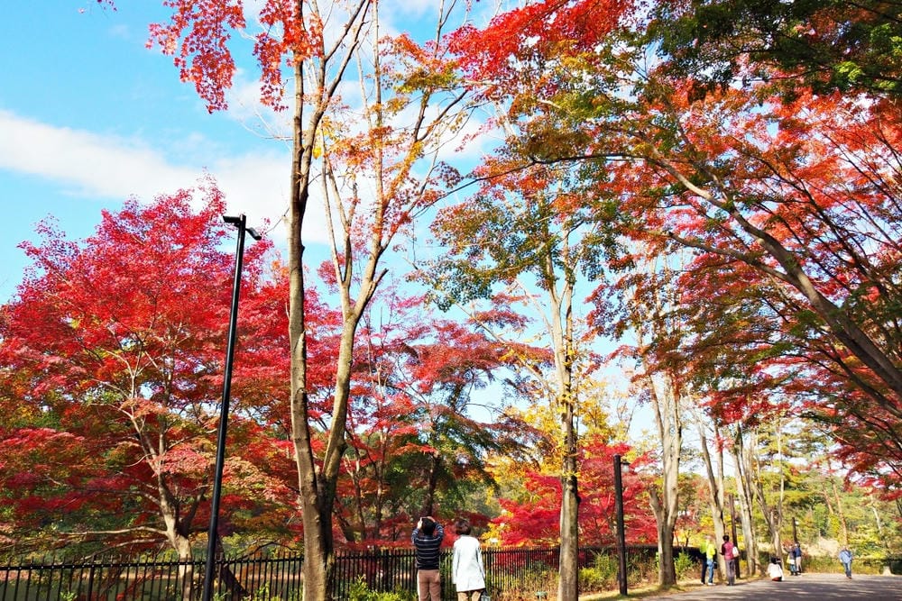 【埼玉縣 | 飯能市】嚕嚕米主題樂園【Metsä Villa