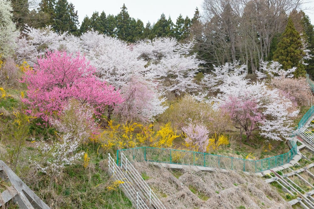 batch_朝霧城之櫻 