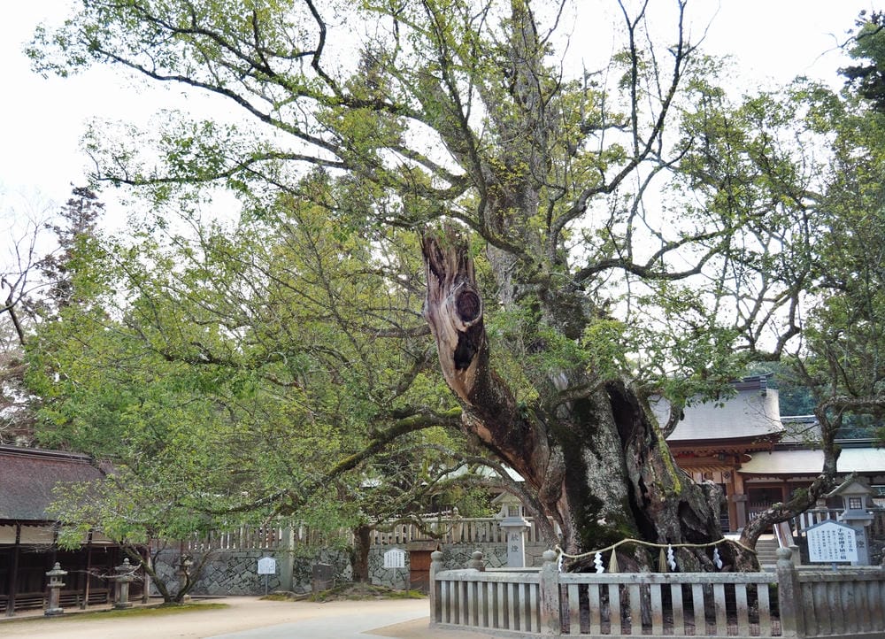 【愛媛縣｜島波海道-大三島】愛媛最強能量地「大山祇神社」參拜