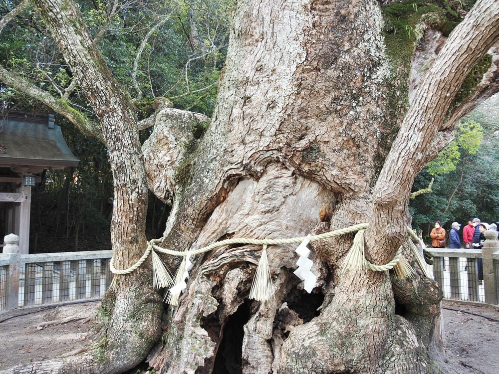 【愛媛縣｜島波海道-大三島】愛媛最強能量地「大山祇神社」參拜