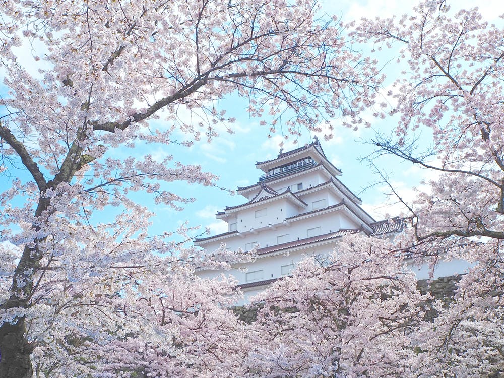 鶴ヶ城(桜)(3) 鶴ヶ城(桜)(3)