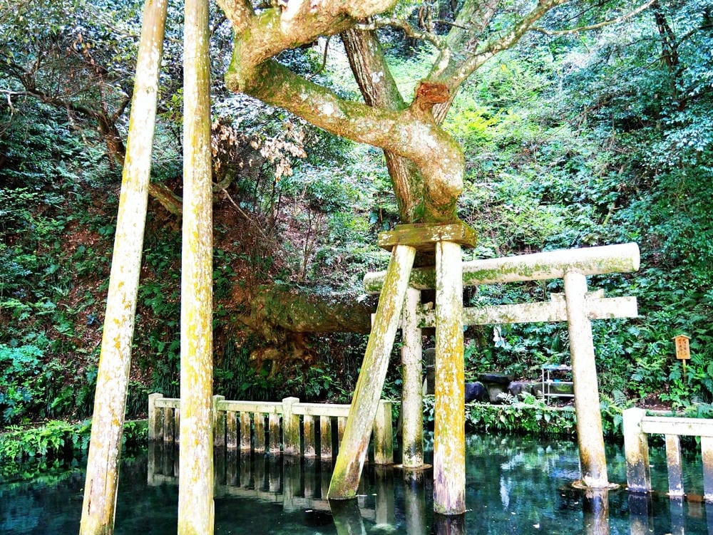 【茨城縣】五天四夜自由行！走訪3條經典花田、心靈水鄉、笠間旅