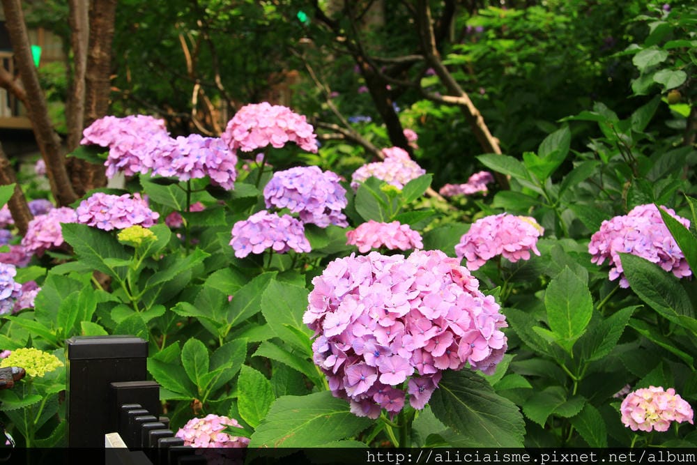 【東京】白山神社：都內最美紫陽花開名所V.S.牙刷供養