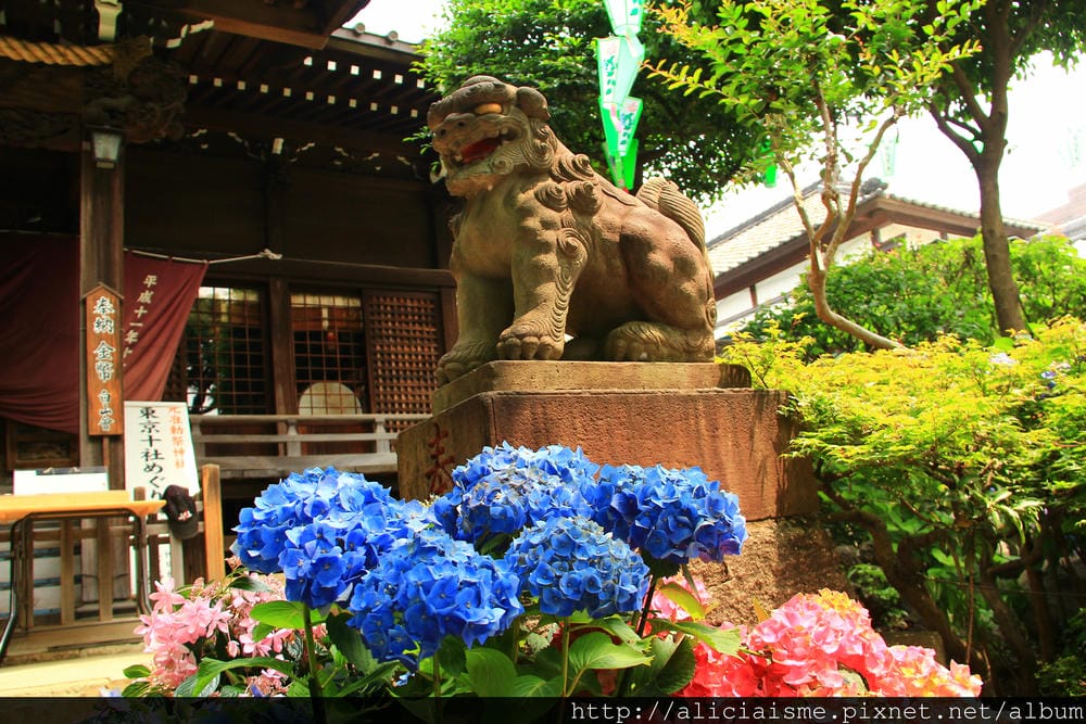 【東京】白山神社：都內最美紫陽花開名所V.S.牙刷供養