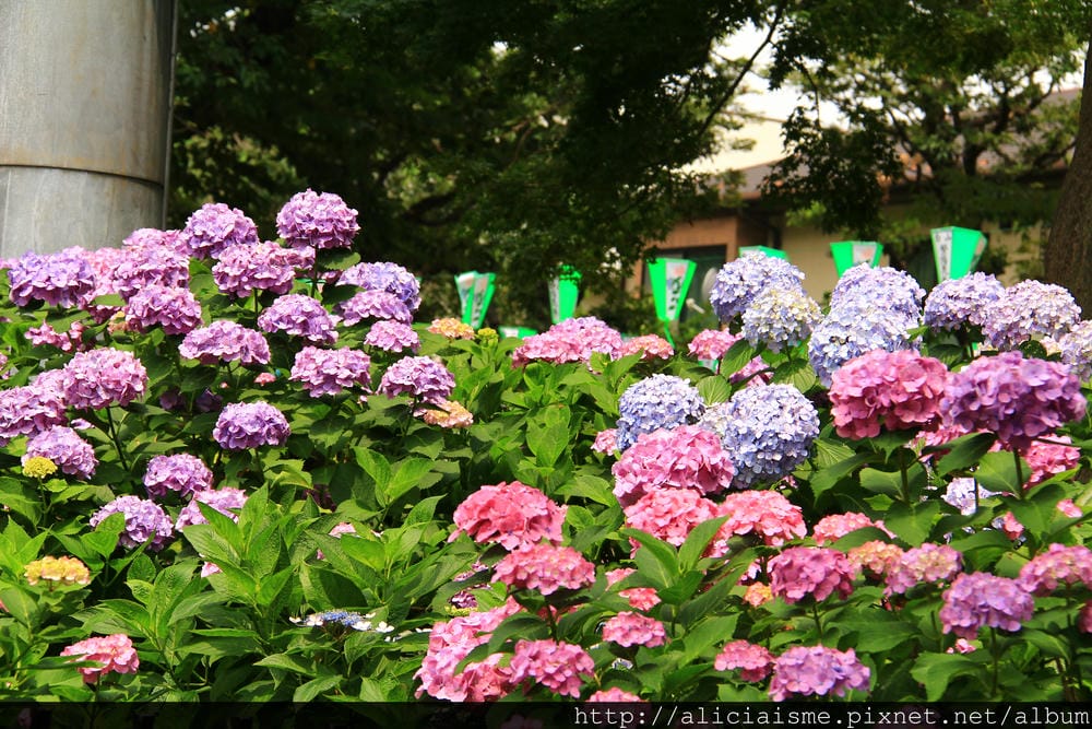 【東京】白山神社：都內最美紫陽花開名所V.S.牙刷供養
