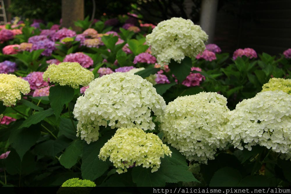 【東京】白山神社：都內最美紫陽花開名所V.S.牙刷供養