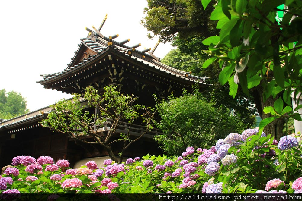 【東京】白山神社：都內最美紫陽花開名所V.S.牙刷供養